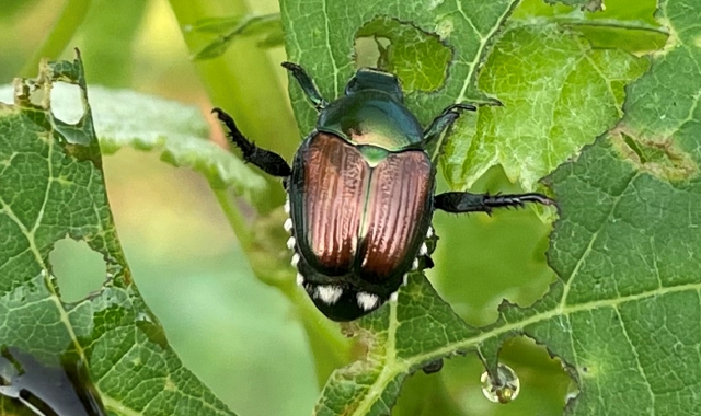 Lo scarabeo del Sol Levante torna a fare danni