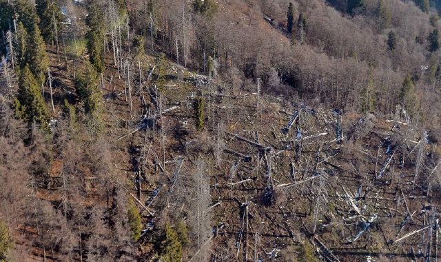 Allarme da Ispra: foreste a rischio