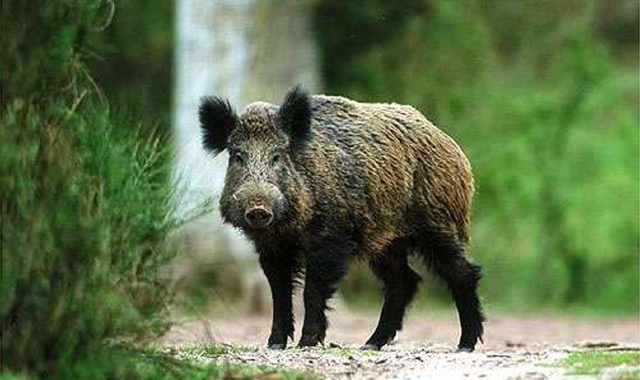 Un cinghiale (foto Archivio)