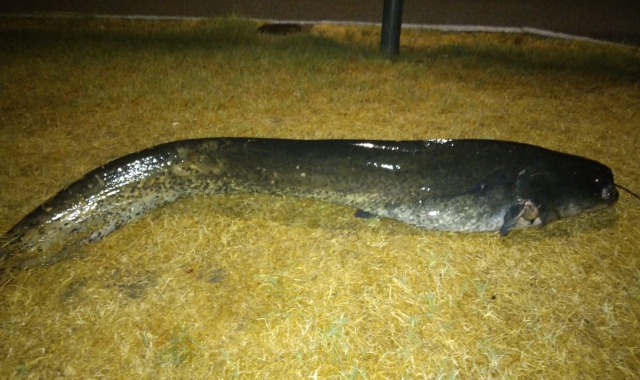 A Gavirate un siluro da 70 chilogrammi