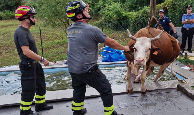 Mucca in piscina, salvataggio a Porto Valtravaglia