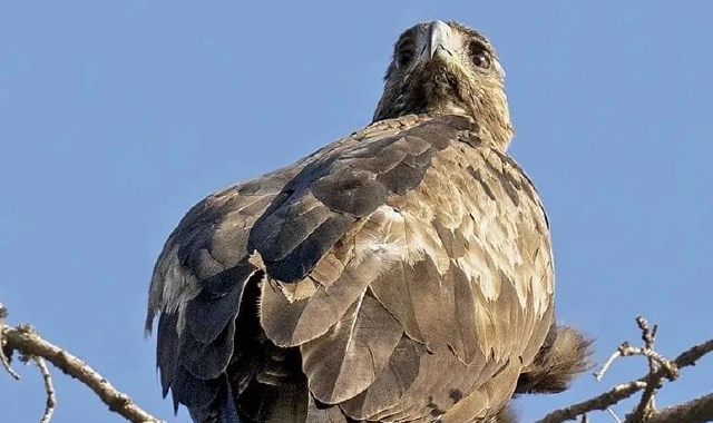 Un’aquila reale al Campo dei Fiori