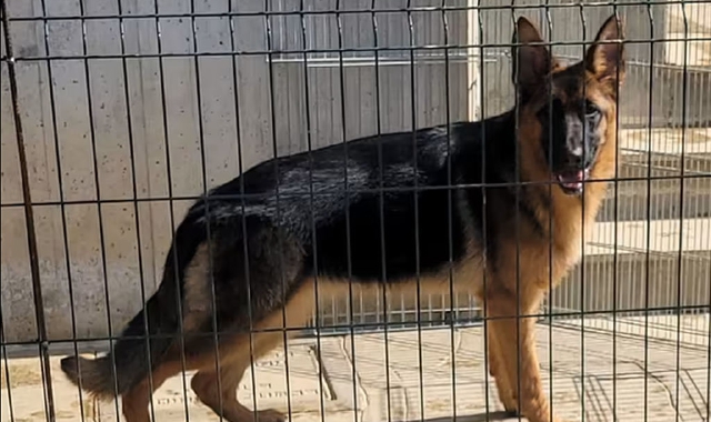 Saronno, due cani a spasso per la città: “arrestati”