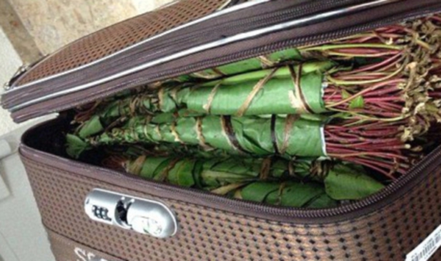 Malpensa, olandese arrestato con 36 chili di khat
