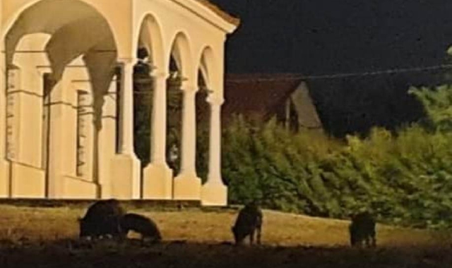 Nuovo “raid” dei cinghiali a Tradate. E il prevosto s’arrabbia