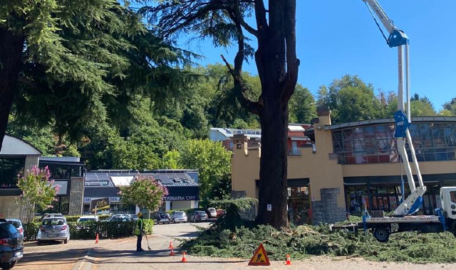 Varese, iniziato l’abbattimento del cedro di viale Aguggiari