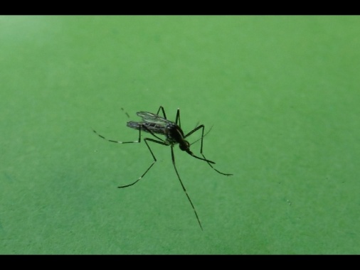 ++ West Nile, 71 casi e 2 decessi in Italia in 7 giorni ++