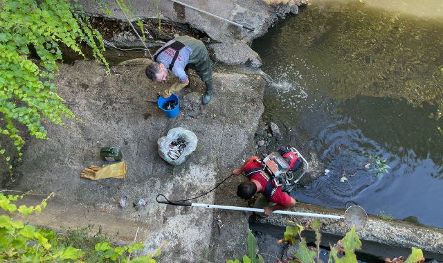 Secca del Lura: il salvataggio dei pesci a Saronno