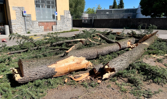 Il cedro abbattuto in viale Aguggiari