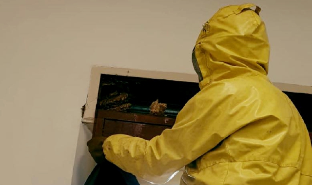 Nidi di vespe e calabroni in casa, ecco cosa fare