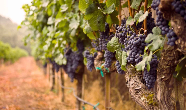 Il rincaro dell’energia avrà contraccolpi anche sui vigneti
