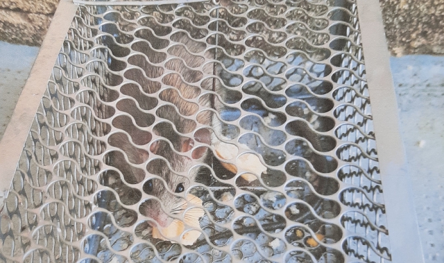 Una delle trappole posizionate dal Comune nei vicoli del Transito e del Torchio. Sotto il titolo, uno dei topi catturati dai residenti