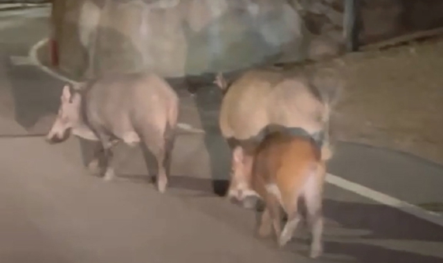 I cinghiali a passeggio per Abbiate Guazzone (foto Redazione)