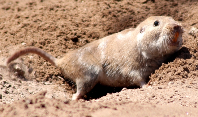 Un esemplare di Talas tuco-tuco, roditore solitario endemico dell’Argentina, che seleziona la dieta durante lo svezzamento in base alle influenze della madre