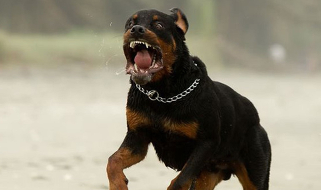 Malnate, aggredito da un cane e ferito al volto