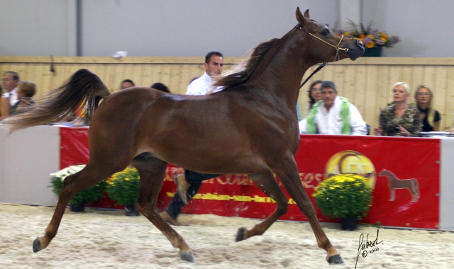 Il cavallo di Cunardo (foto archivio)