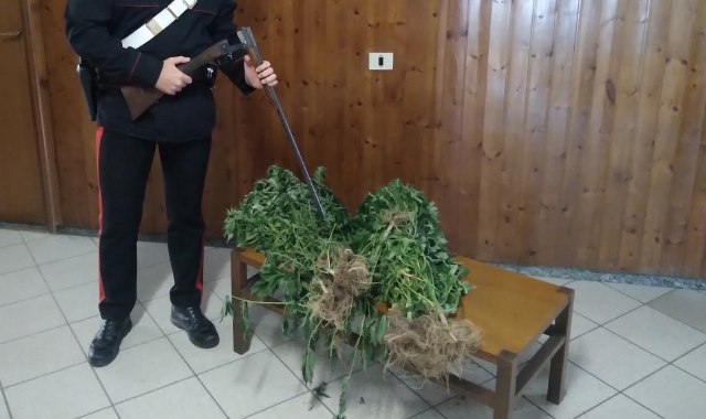 Le piante di cannabis sequestrate dai carabinieri di Domodossola (Red.)