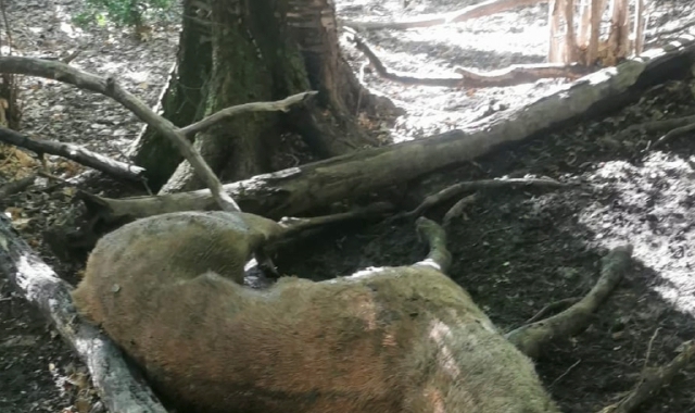 Cervo decapitato rinvenuto a Cuasso al Monte