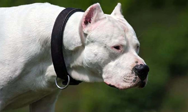 Un dogo argentino 