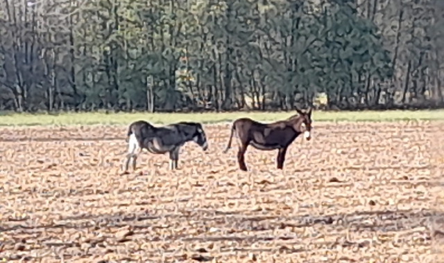 Asini trovati a spasso a Uboldo, in provincia di Varese (foto redazione)
