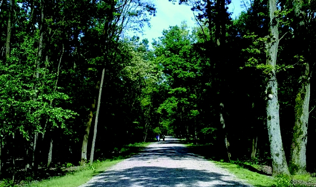 Un corridoio verde nel Parco del Ticino
