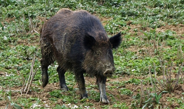 Un cinghiale selvatico (foto archivio)