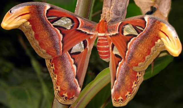 La farfalla “Attacus atlas”