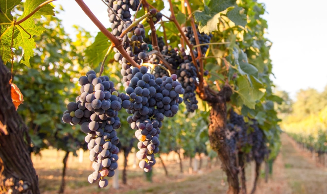 Dopo un periodo di stop, dagli anni Duemila a oggi le vigne varesine sono tornate a dare uva di ottima qualità (foto Archivio)