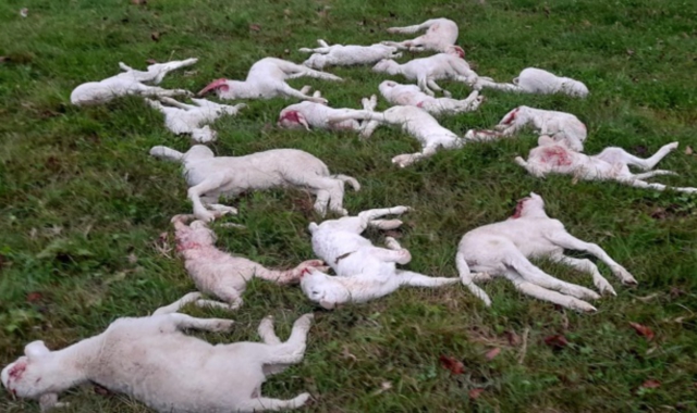 Gli agnelli uccisi tra Gattinara e Lozzolo (foto redazione)