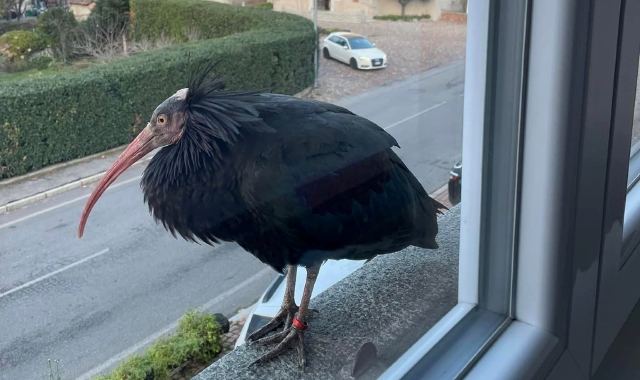 L’ibis in fuga recuperato a Brinzio