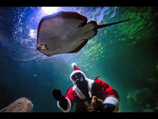 Berlino, esplode enorme acquario con 1500 pesci tropicali