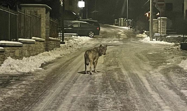 Perché la mancanza di neve è un danno anche per i lupi 