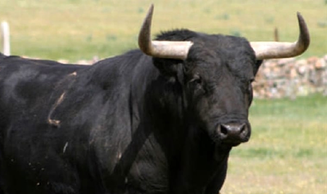 Un allevatore del Modenese ha perso la vita dopo essere stato incornato da un toro (foto Archivio)