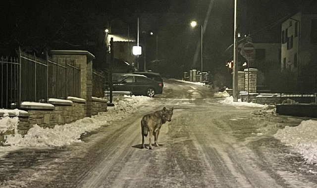 Il lupo a spasso a Santa Maria Maggiore