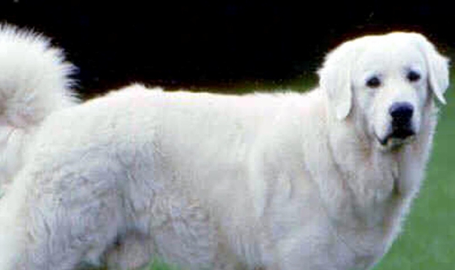 Ritrovato dopo 4 mesi cane scomparso sui monti