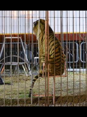 Domatore aggredito da tigre, Orfei 'sta bene, è stato graziato'