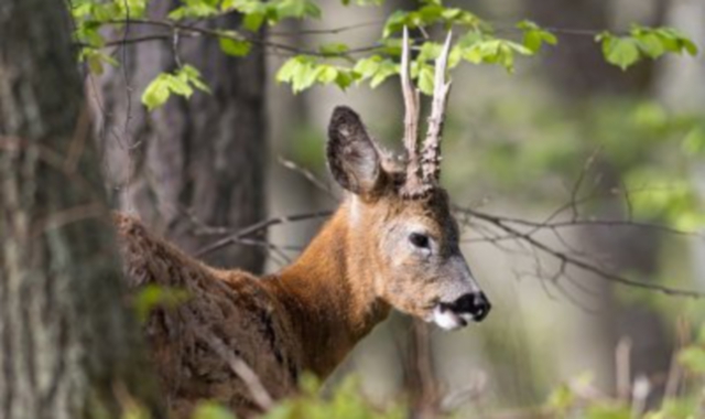 Un capriolo (foto Archivio)