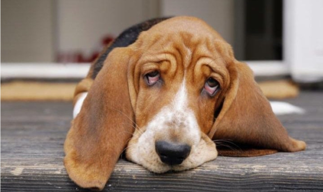 Cane (foto archivio)