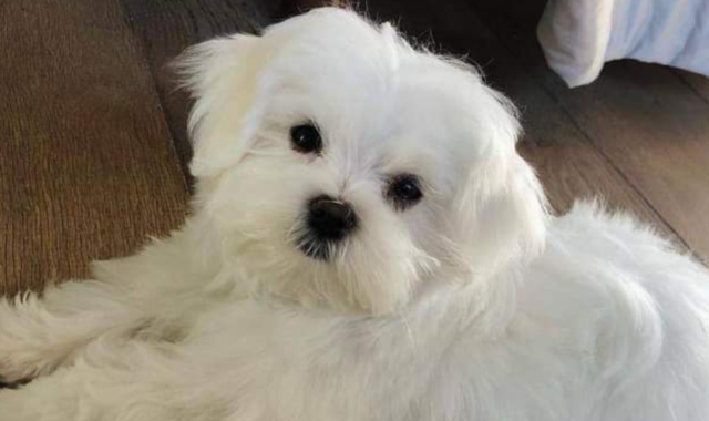 Busto, la truffa web del cane da adottare