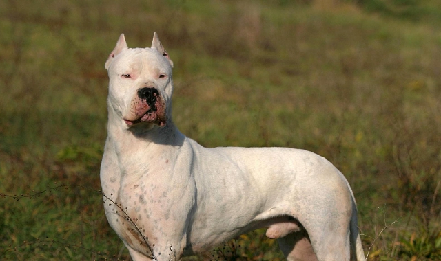 Gallarate, lite per il cane: colpo di mocio alla madre