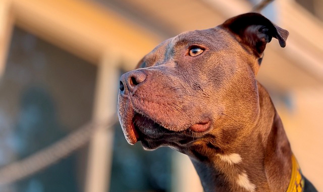 L’immagine del pitbull diffusa dall’organizzazione Oipa