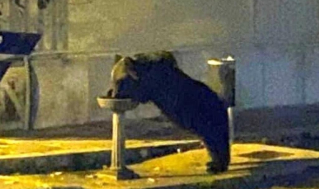 Morto l’orso Juan Carrito, simbolo dell’Abruzzo