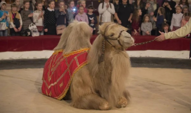 Un cammello al circo (foto Redazione)