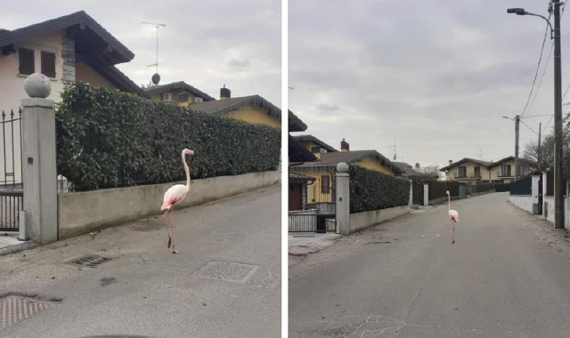 Vergiate, fenicottero a passeggio
