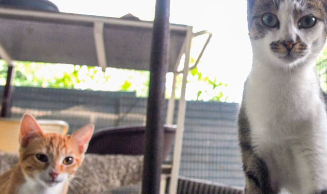 Cresce il numero di gatti di cui i volontari dell’Oasi felina si prendono cura quotidianamente
