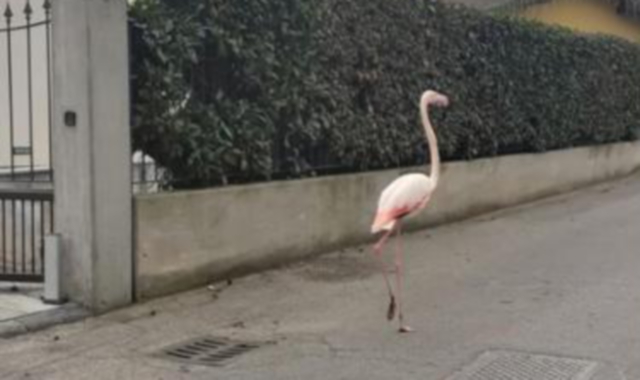 Il fenicottero a spasso per Vergiate