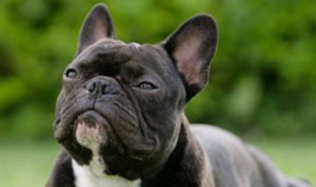 Scoperto allevamento abusivo di cani a Borgo Ticino