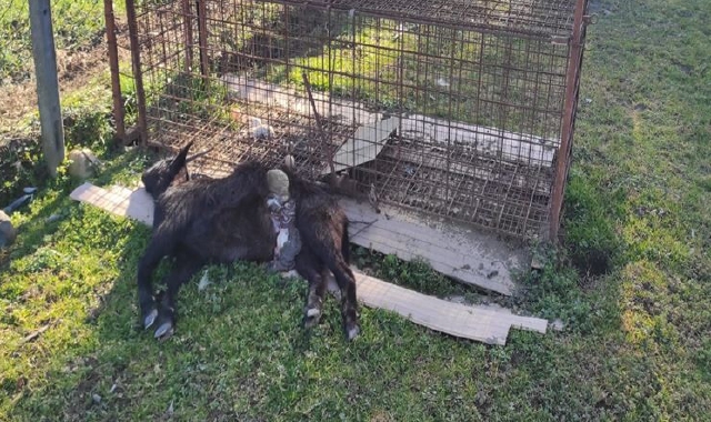 Trappola per lupi, nei guai allevatore di Sizzano