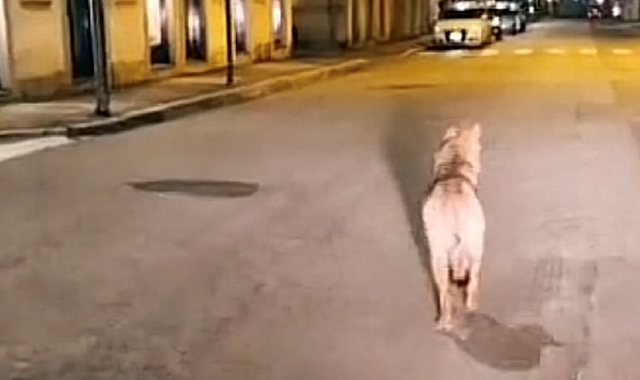 Lupo in centro, stupore a Busto Arsizio