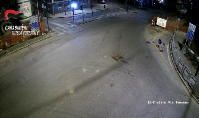 Varese, il lupo passeggia alle 5